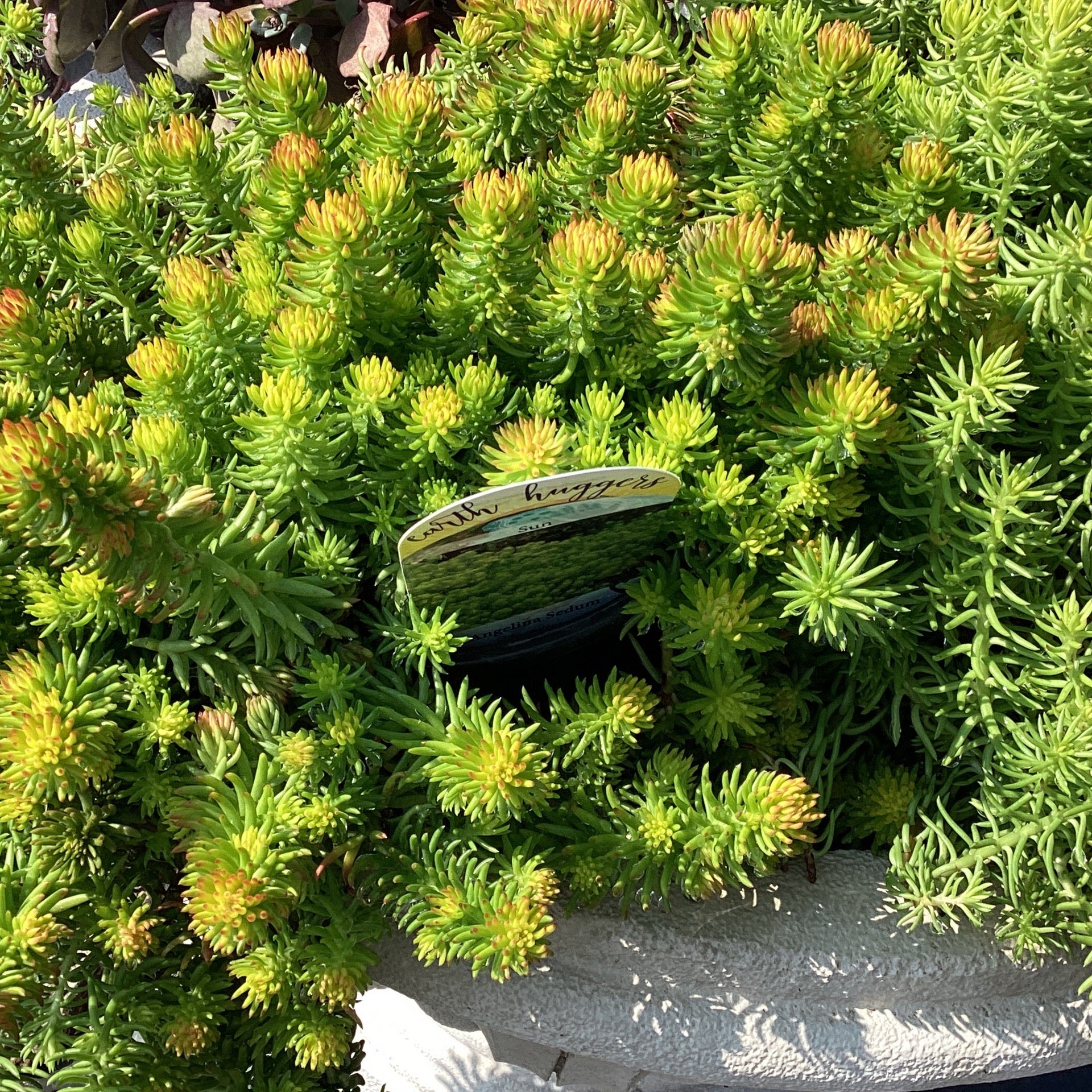 sedum-angelina-metzler-forest-products-llc